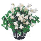 Аквилегия (Aquilegia flabellata). Cameo.  White