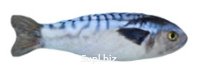 Toy Fish Mackerel Article: МТ10152_conclusion