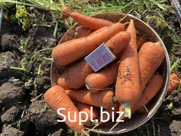 Продам морковь свежую