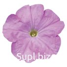 петуния (Petunia hybrida ). Celebrity . Lilac