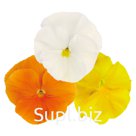Виола (Viola wittrockiana ). Inspire® Plus . Sunny Day Mix