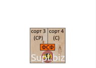 Фанера ФСФ 2440х1220х21мм, 3/4, ШЛИФ