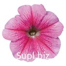петуния (Petunia hybrida ). Celebrity . Strawberry Ice