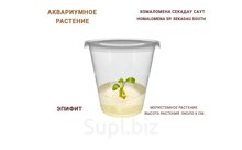 АКВАРИУМНОЕ РАСТЕНИЕ (ЭПИФИТЫ)