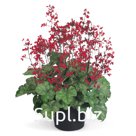 Гейхера кроваво-красная (Heuchera sanguinea ). Ruby Bells.