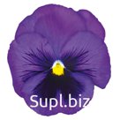 Виола (Viola wittrockiana ). Inspire® DeluXXe . Blue Surprise