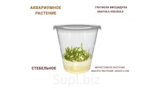 АКВАРИУМНОЕ РАСТЕНИЕ (СТЕБЕЛЬНОЕ) ГРАТИОЛА ВИСЦИДУЛА (GRATIOLA VISCIDULA)