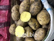 Картофель гала