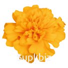 Бархатцы (Tagetes patula ). Super Hero . Gold