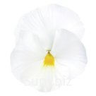 Виола (Viola wittrockiana ). Inspire® DeluXXe  . White