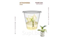 АГЛАОНЕМА БЕЛЫЙ СЛОН (WHITE ELEPHANT)