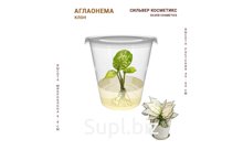 АГЛАОНЕМА СИЛЬВЕР КОСМЕТИКС (SILVER COSMETICS)