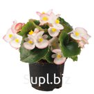 Бегония (Begonia semperflorens ). Super Olympia. Bicolor