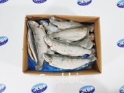 Форель радужная псг 300-350 вес 1/5 Турция