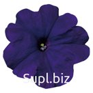 петуния (Petunia hybrida ). Celebrity . Blue