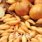 Лук репчатый севок "Стурон", 8/21, 0.5 кг(+/- 10%)