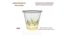 АКВАРИУМНОЕ РАСТЕНИЕ ТАКСИФИЛЛУМ ПАВЛИНИЙ МОХ (TAXIPHYLLUM.SP.PEACOCK MOSS)