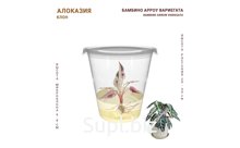 АЛОКАЗИЯ БАМБИНО АРРОУ ВАРИЕГАТА (BAMBINO ARROW VARIEGATA)