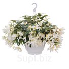 Бегония (Begonia boliviensis ). Groovy . White