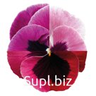 Виола (Viola wittrockiana ). Inspire® Plus . Pink Shades