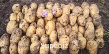 Картофель оптом от производителя