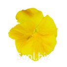 Виола (Viola wittrockiana ). Inspire® Plus . Yellow